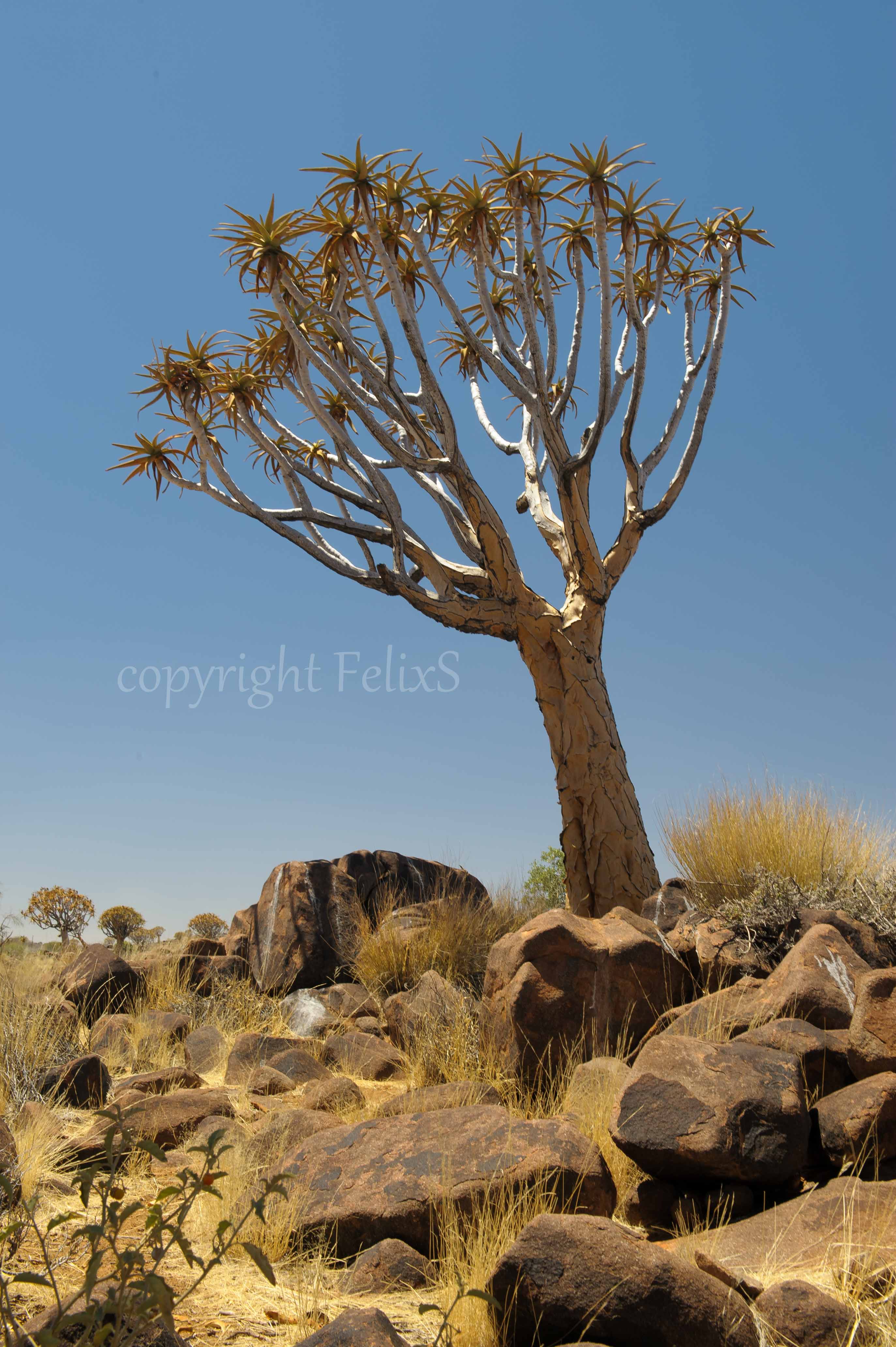 quiver tree forest